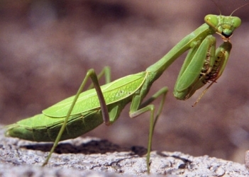 praying mantis